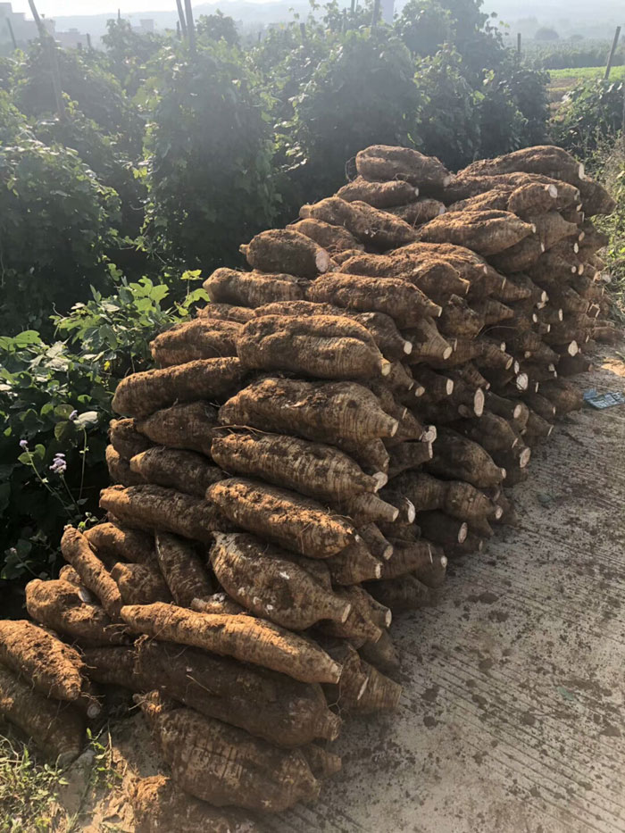 新鮮葛根
