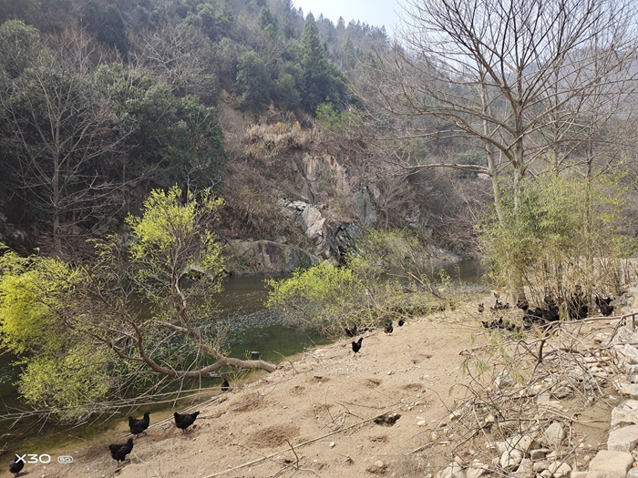 金寨養殖基地