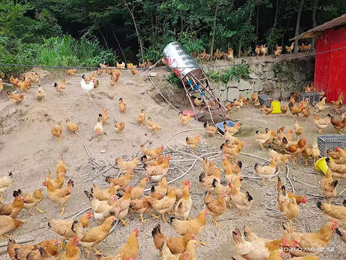 六安散養土雞