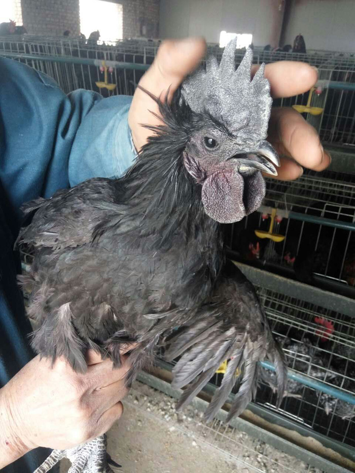 金寨五黑雞