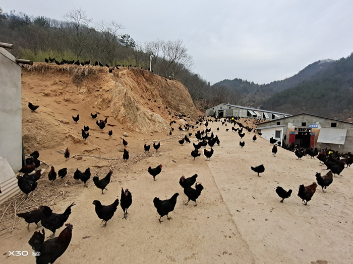 金寨縣農肴養殖基地